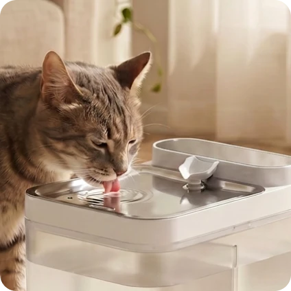 A cat drinking from AquaOne