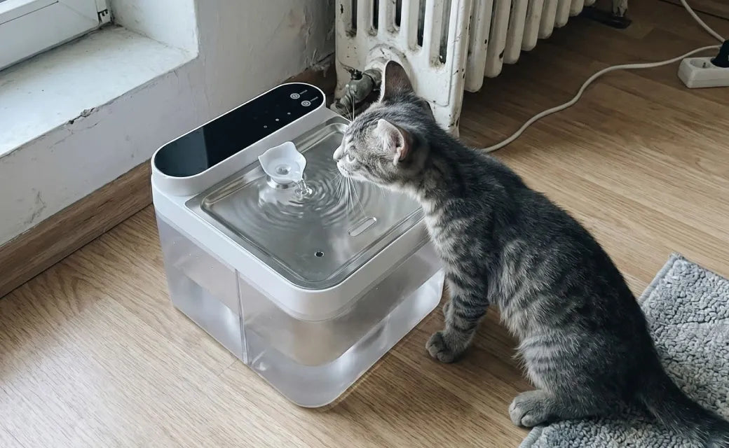 Alex N.'s cat