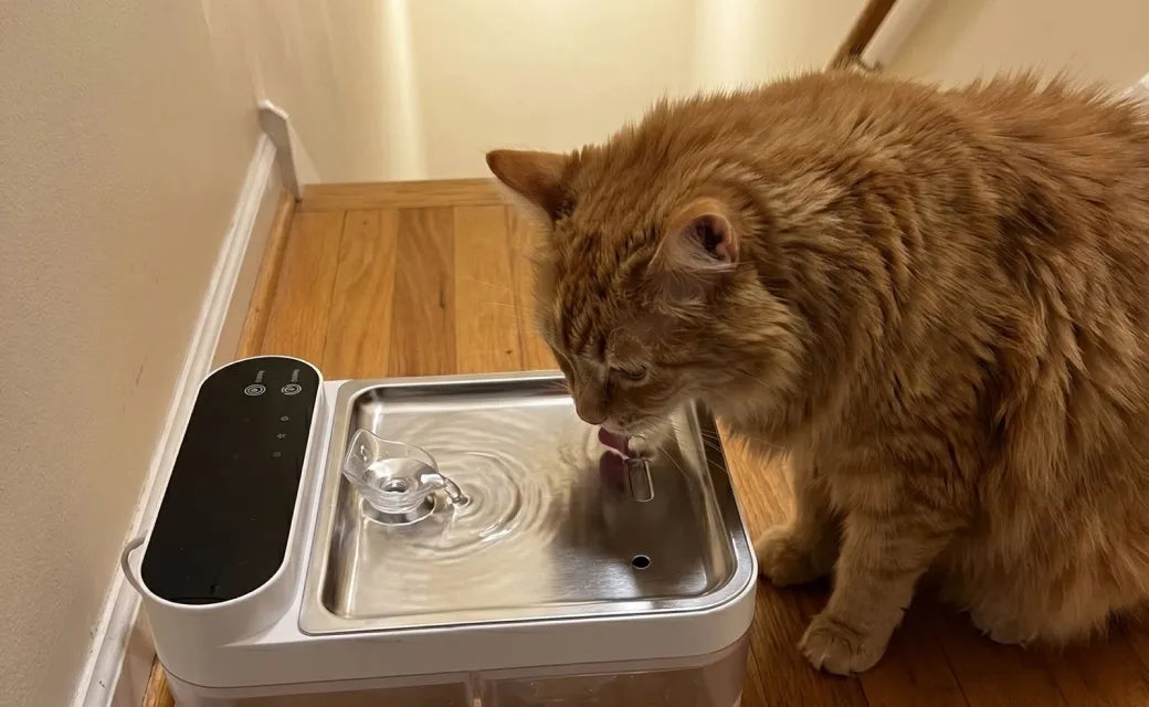 Susan H.'s cat