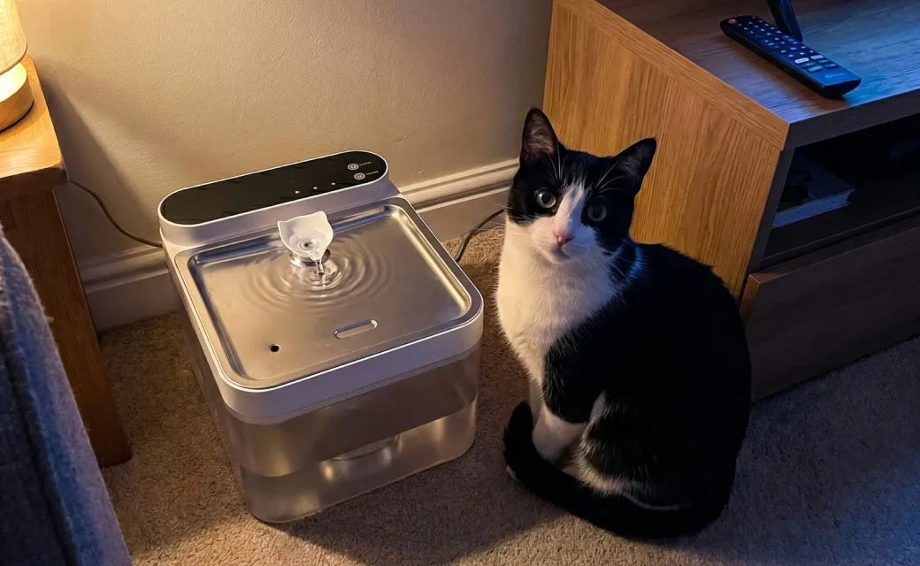 Cynthia H.'s cat